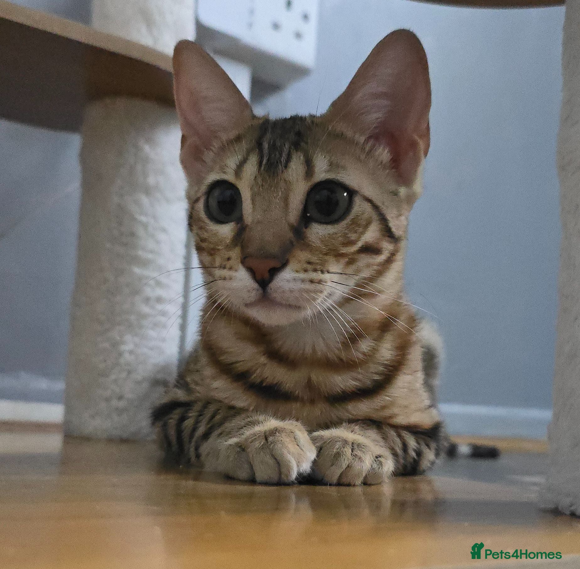 Bengal cats Ready NOW.. need go ASAP - Advert 3