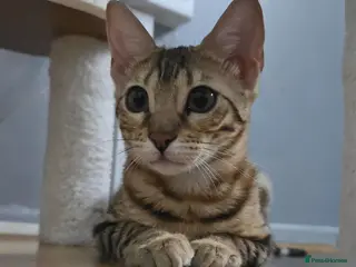 Bengal cats Ready NOW.. need go ASAP - Advert 3