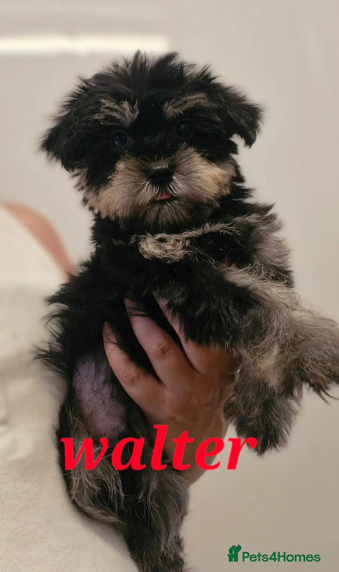 Mixed Breed dogs for sale: Beautiful mini schnauzer x malshi puppies(Mauzers) - Advert 1