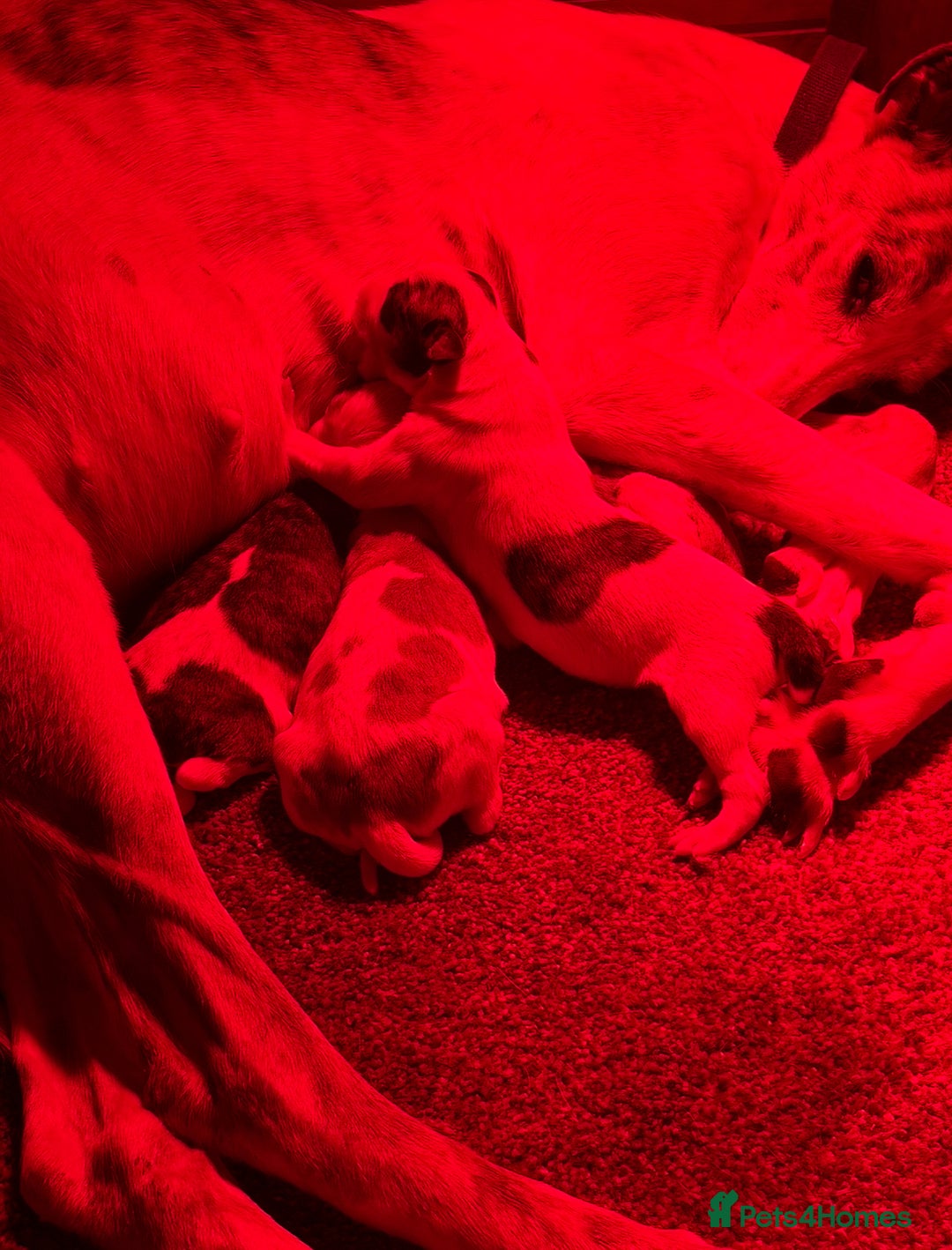 Lurcher dogs for sale: ‼️ collie greyhound puppies ‼️ - Image 11