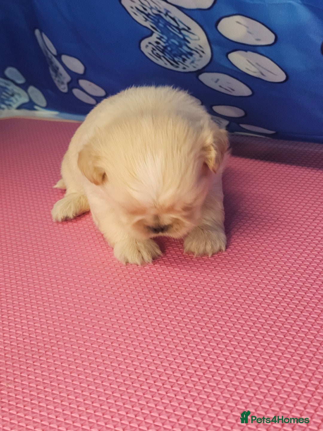 Shih Tzu dogs for sale: Pedigree smallest possible size Shih Tzu - Advert 8