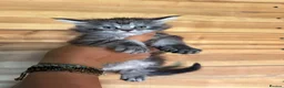 Maine Coon cats for sale: Maine Coons with Tests, Papers, Vet Checks & Vacc. - Advert 17