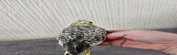 Cockatiels birds for sale: Cockatiel chicks hand tame  - Advert 21