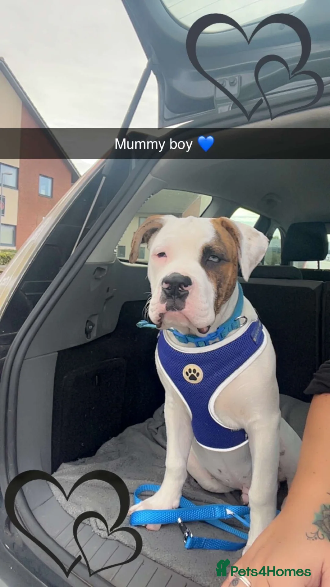 American Bully dogs for sale: Handsome boy  - Advert 1