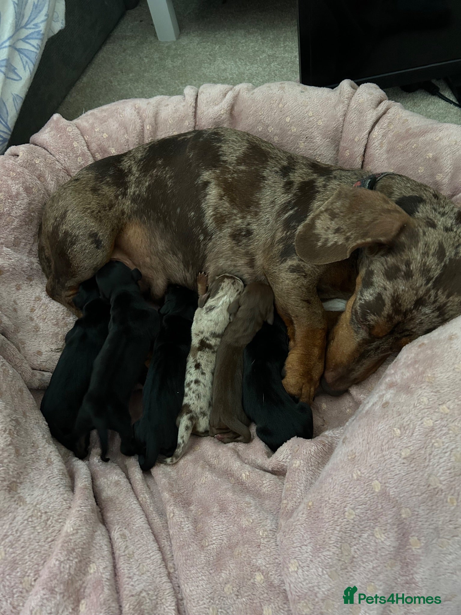 Dachshund dogs 2 black & tan Dachshund puppy’s READY NOW   - Advert 2