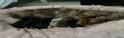 Dachshund dogs for sale: 2 black & tan Dachshund puppy’s READY NOW   - Advert 2