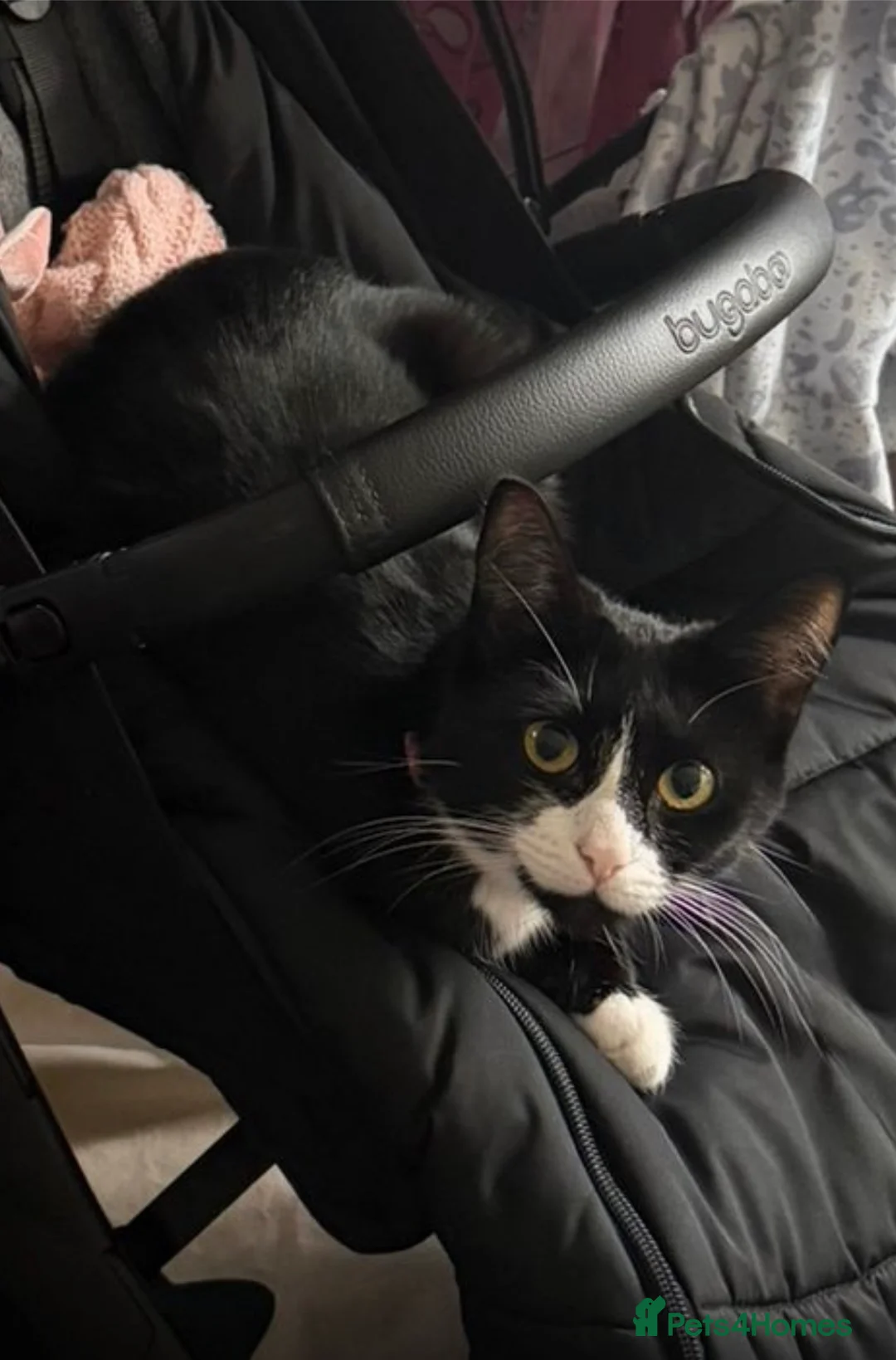 Mixed Breed cats for sale: Cute kittens - Advert 13