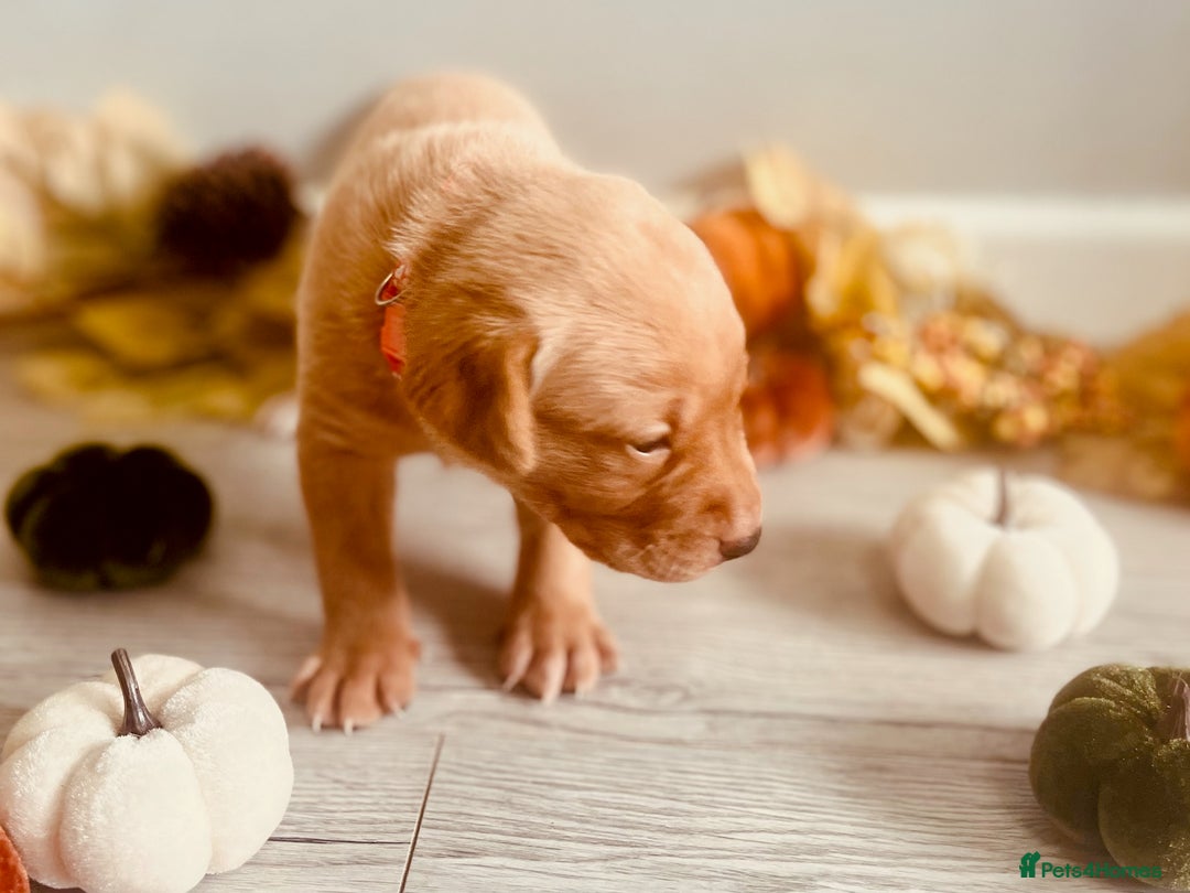Labrador Retriever dogs for sale: Yellow Labrador Puppies - Image 34