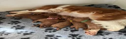 Cavapoo dogs for sale: F1 Red Toy Cavapoo Puppies 5* home bred DNA  - Advert 16