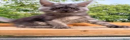 Maine Coon cats for sale: Stunning GCCF Maine Coons available  - Advert 21