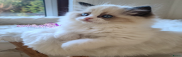 Ragdoll cats for sale: Exquisite High-End Quality Ragdolls Lynx / Bicolor - Advert 16