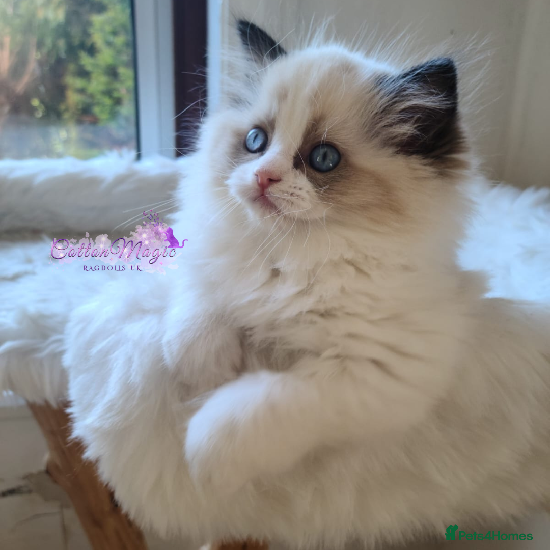 Ragdoll cats for sale: Exquisite Chinese Ragdolls Lynx / Bicolor - Image 15