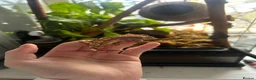 Gecko reptiles for sale: Crested gecko and bioactive terrarium  in Barrow-in-Furness - Advert 4