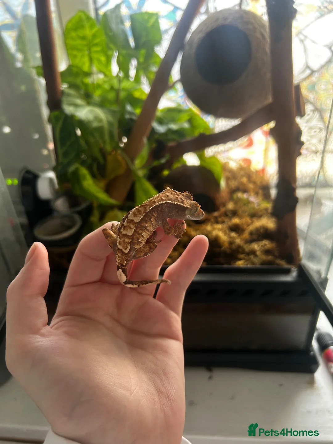 Gecko reptiles for sale: Crested gecko and bioactive terrarium  in Barrow-in-Furness - Advert 4