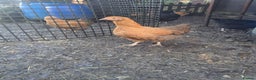Chickens poultry for sale: POINT OF LAY PULLETS AVAILABLE  - Advert 9
