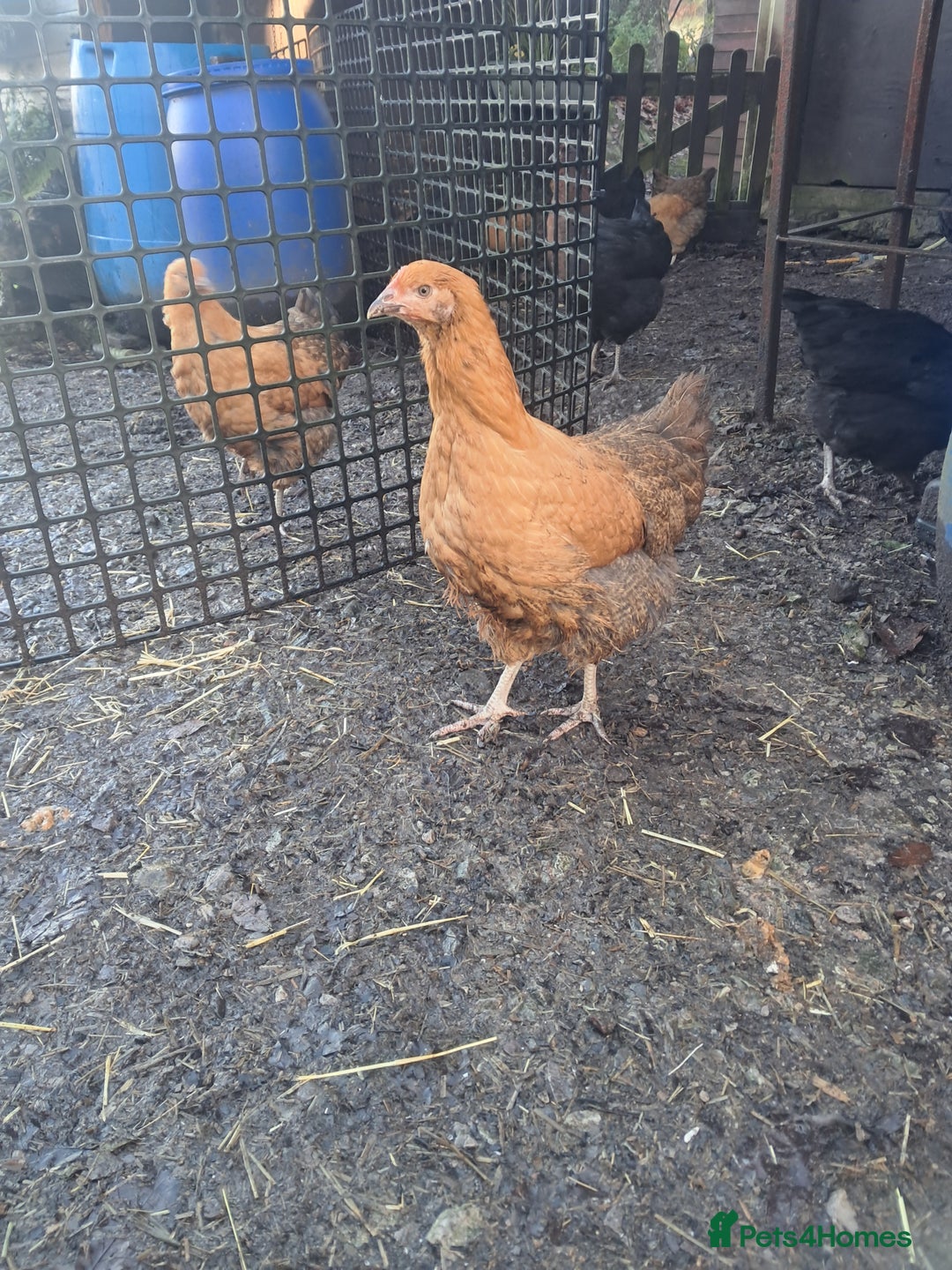 Chickens poultry for sale: POINT OF LAY PULLETS AVAILABLE  - Advert 9