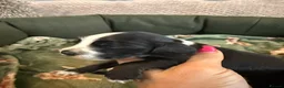 Cocker Spaniel dogs for sale: Ready now show cocker spaniel puppies  - Advert 29
