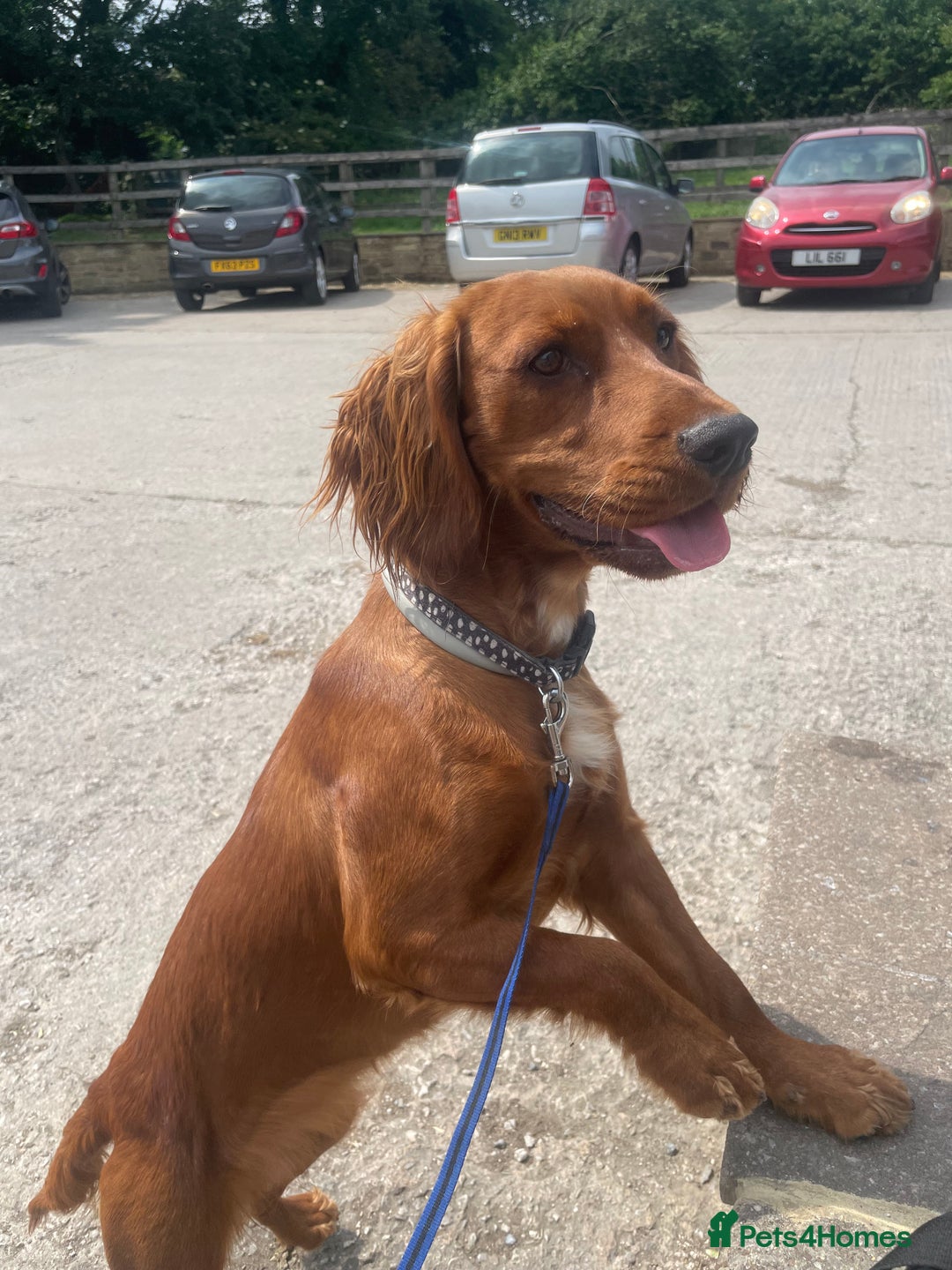 Mixed Breed dogs for sale: Border Collie Cocker puppies - Image 17