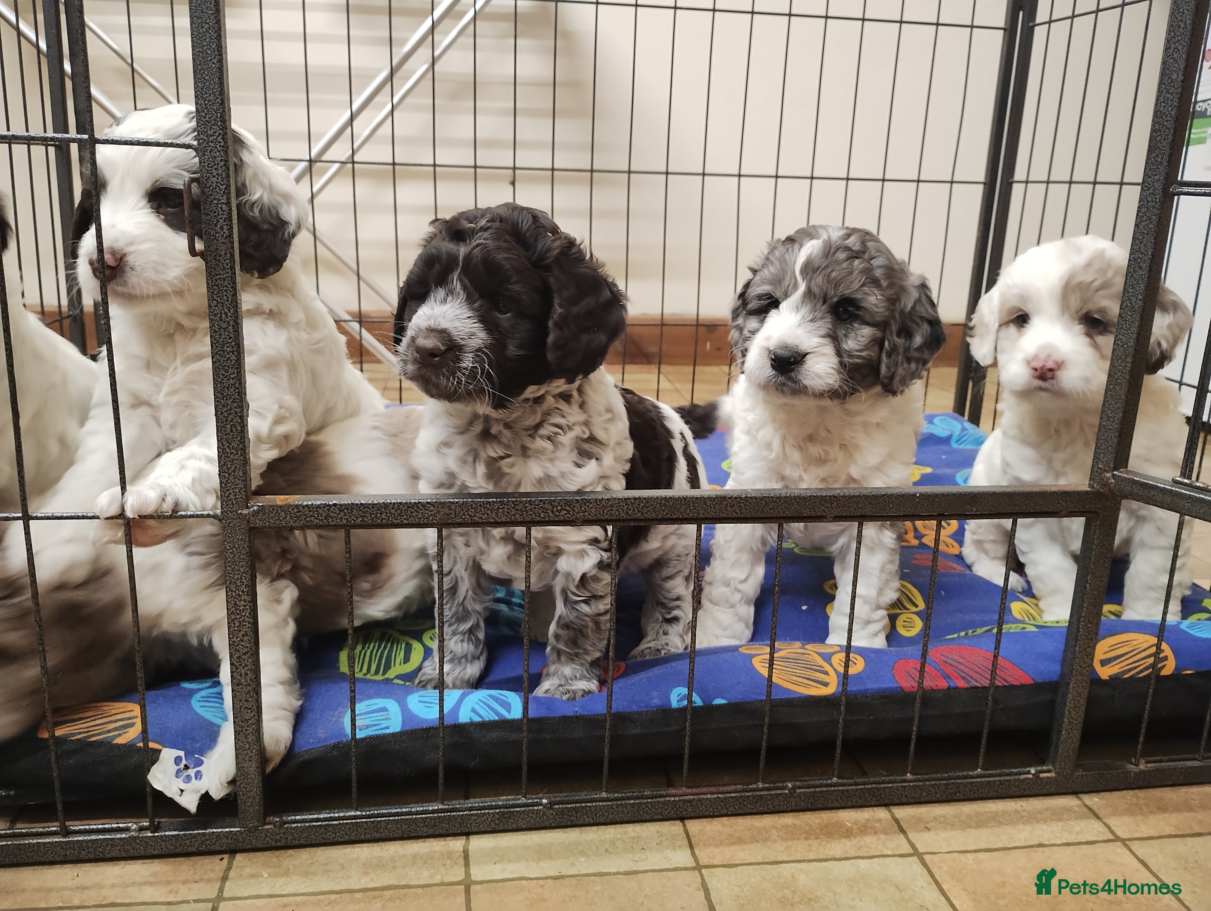 Cockapoo dogs Cockapoo Puppies F1! - Advert 6