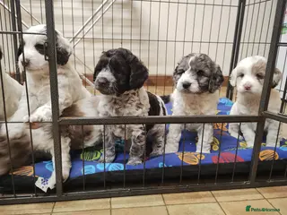 Cockapoo dogs Cockapoo Puppies F1! - Advert 13