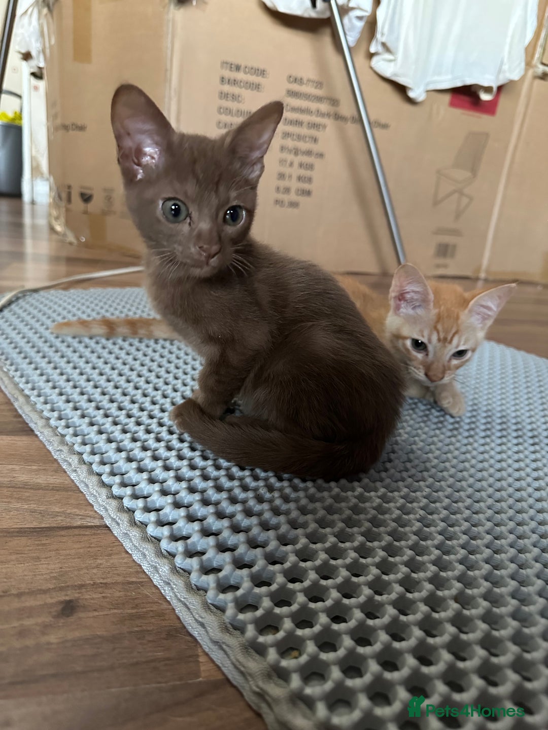 Mixed Breed cats for sale: Amazing Half Bengals !!! - Advert 3