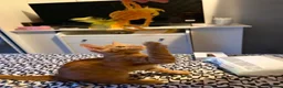 Mixed Breed cats for sale: Ginger beauty  - Advert 3