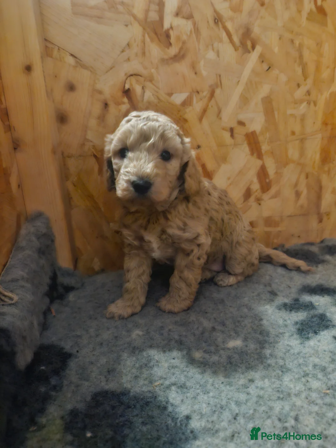 Cockapoo dogs for sale:  Cockapoo puppies F2B - Advert 22