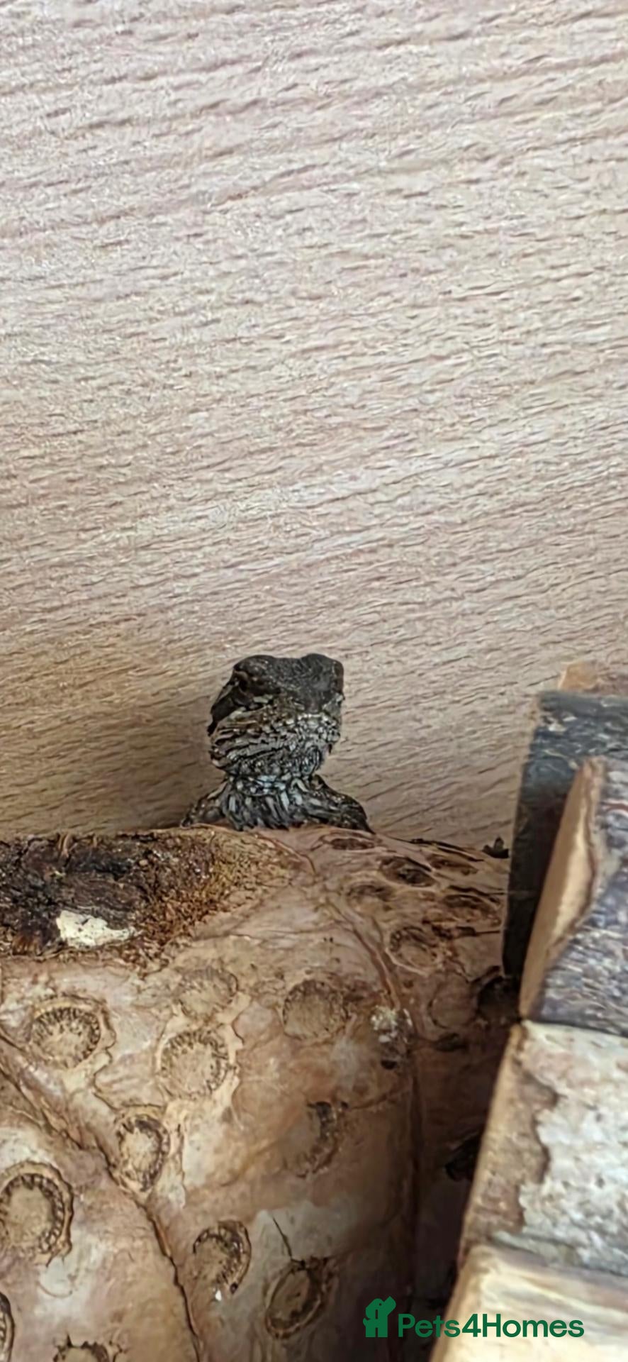 Bearded Dragon reptiles Baby bearded dragon  - Advert 9