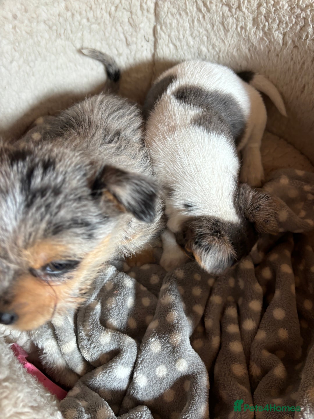 Jack Russell dogs for sale: Jack Russell puppies  - Image 6