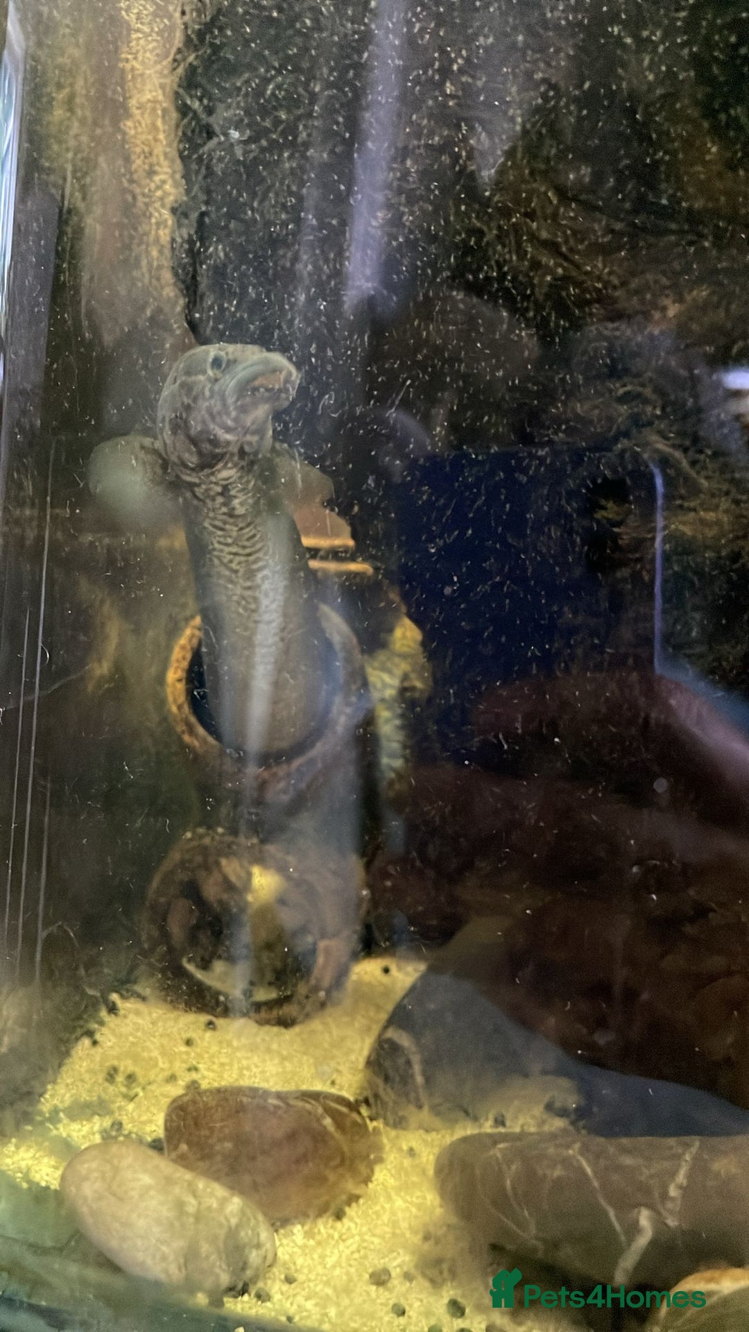 Other/Mixed Breed fish for sale: Tyre track eel - Image 1