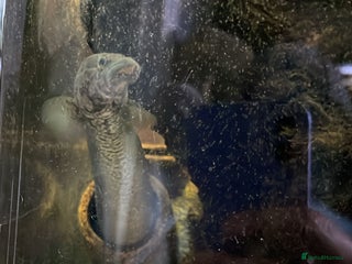 Other/Mixed Breed fish - Advert 8