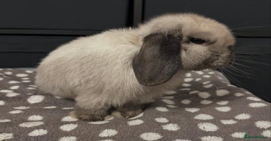 Mini Lop rabbits Vaccinated Purebred Minilops  - Advert 6