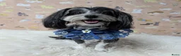 Havanese dogs for sale: Outstanding Purebred Havanese Boys  - Advert 8