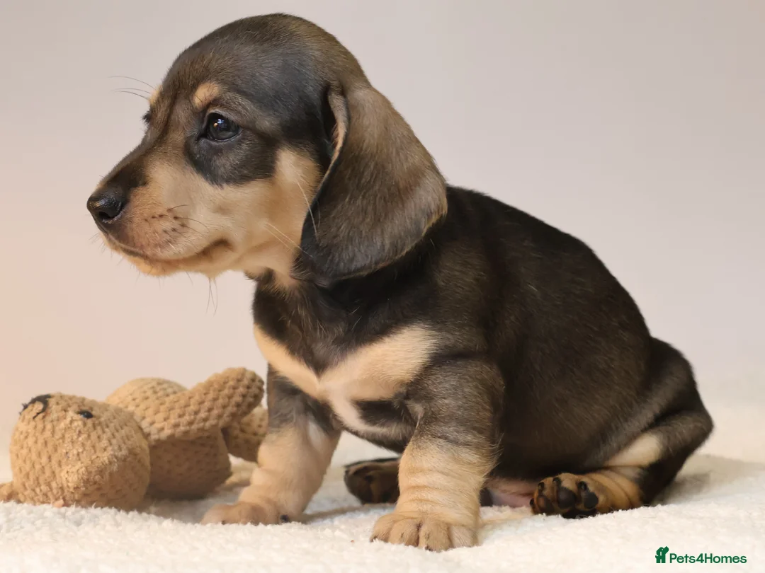 Miniature Dachshund dogs for sale: 5*Licensed+KC+PRAclear+VETchecked+Chocolate&Cream - Advert 18