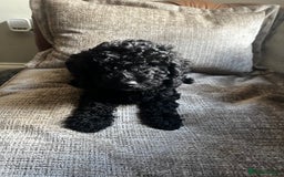 Cockapoo dogs for sale: Reduced!!! Last 2 ready now, F1B Cockapoos in Whitley Bay - Image 21