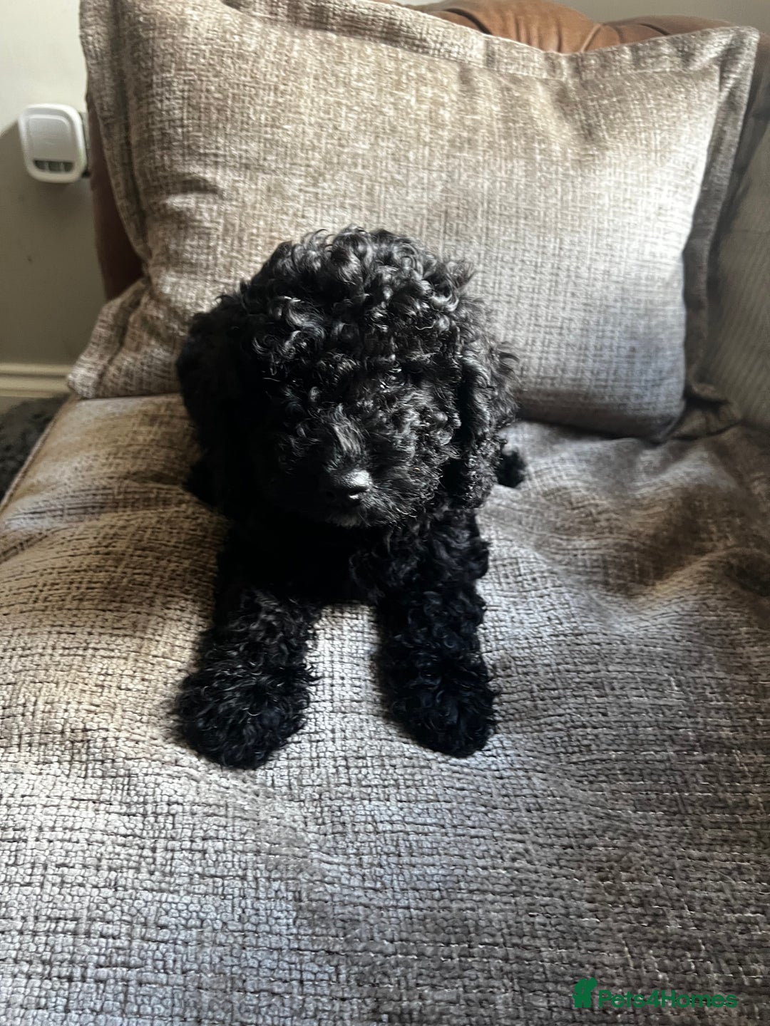 Cockapoo dogs for sale: Reduced!!! Last 2 ready now, F1B Cockapoos in Whitley Bay - Image 21