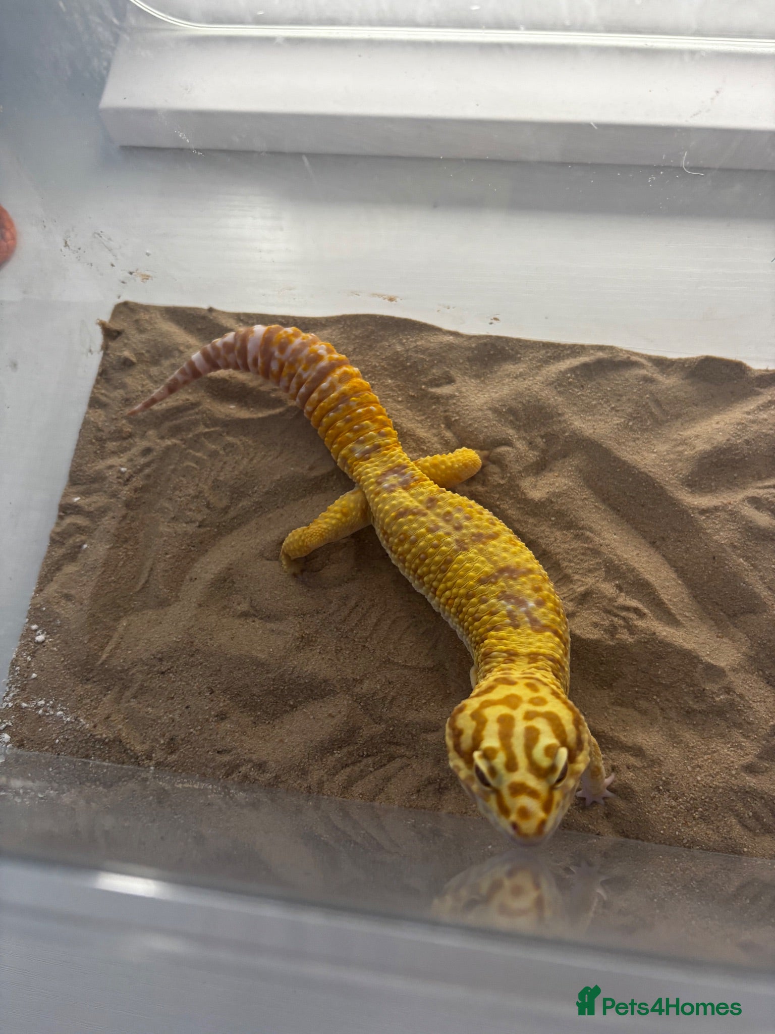 Leopard Gecko reptiles Leopard Gecko  - Advert 2