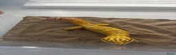 Leopard Gecko reptiles for sale: Leopard Gecko  in Blackwood - Advert 2