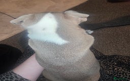 Boston Terrier dogs for sale: Blossom's Beautiful Bostons - Advert 15