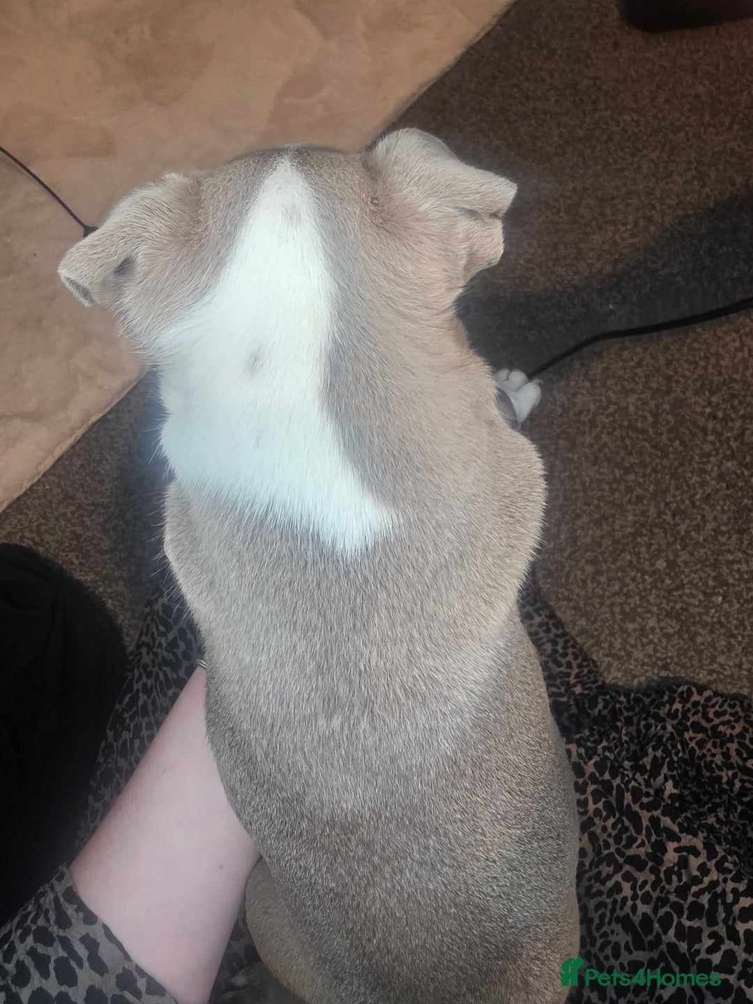 Boston Terrier dogs for sale: Blossom's Beautiful Bostons - Advert 15