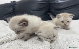 Ragdoll cats for sale: Ragdolls  - Image 5