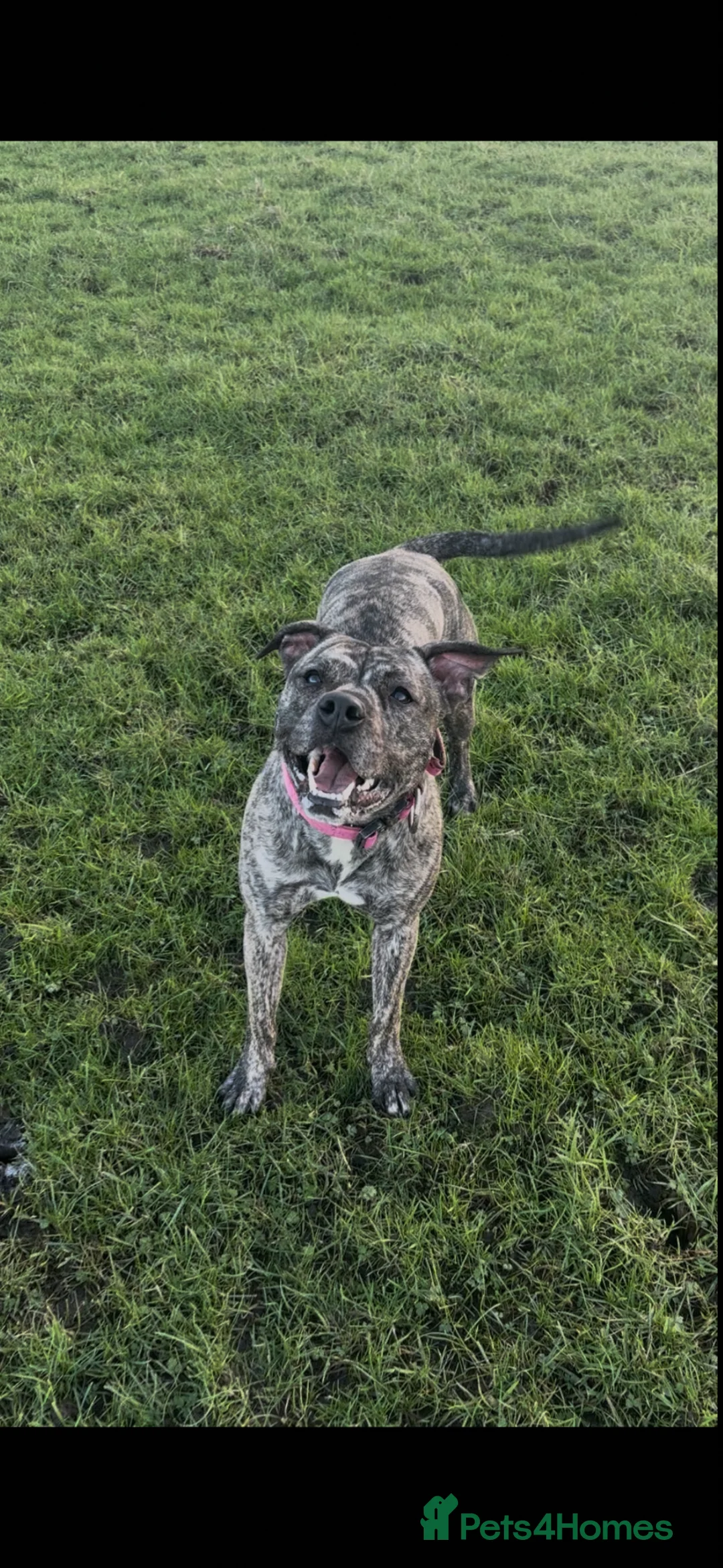 Staffordshire Bull Terrier dogs for sale: Gorgeous staffordshire bull terrier puppies - Advert 40