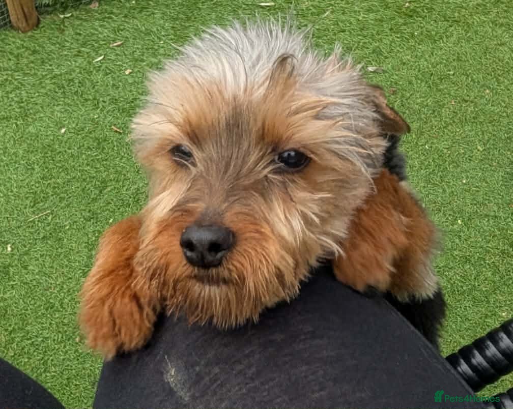 Yorkshire Terrier dogs Yorkie female puppy - Advert 6