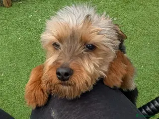 Yorkshire Terrier dogs Yorkie female puppy - Advert 15
