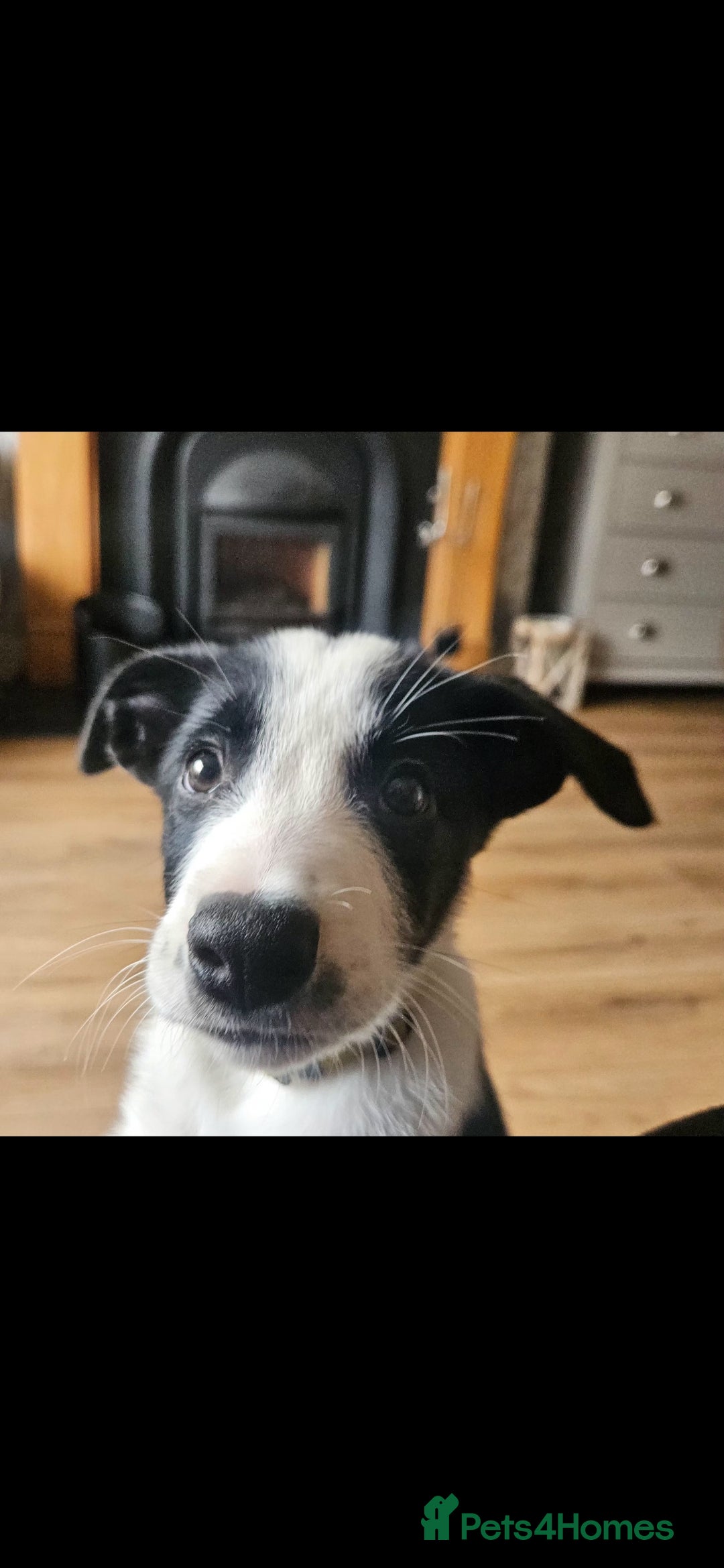 Border Collie dogs Looking for an adventure  - Advert 2