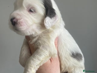 Sheepadoodle dogs - Advert 1