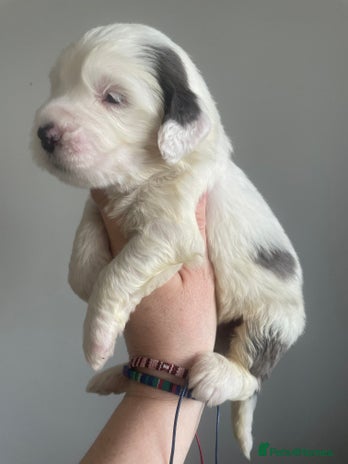 Sheepadoodle dogs - Advert 3