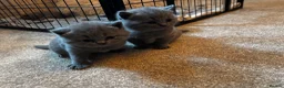British Shorthair cats for sale: Beautiful confident fluffy British shorthair  - Advert 19