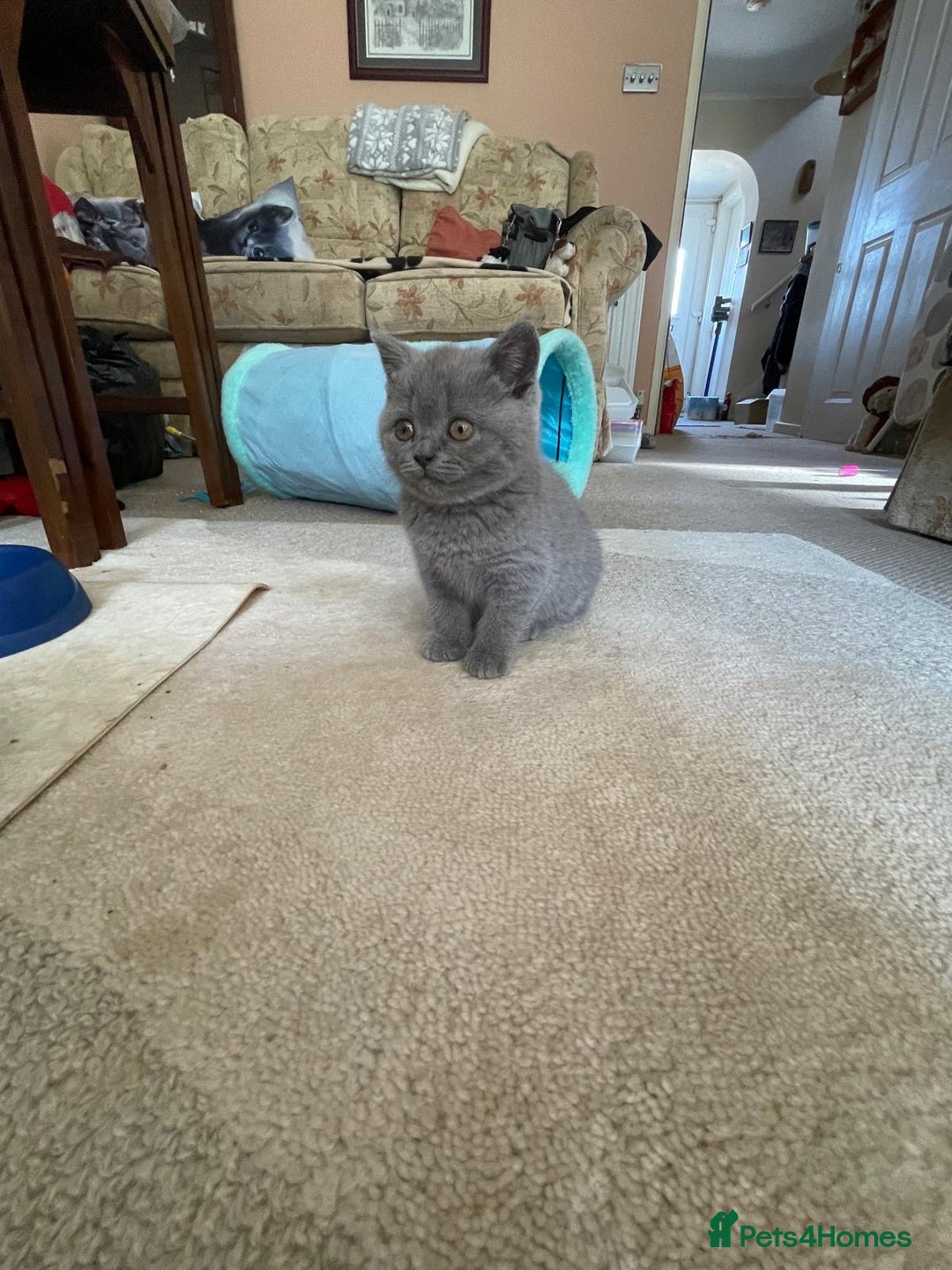 British Shorthair cats for sale: British Blue Shorthair Kittens - Image 12