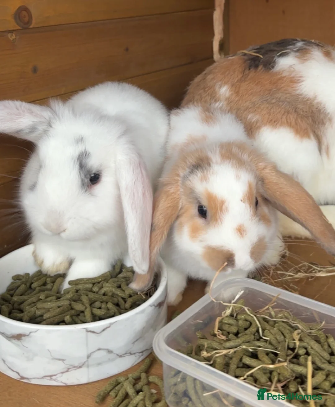 Mini Lop rabbits for sale: Mini lops - Advert 1